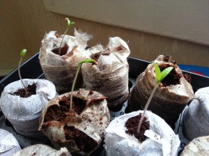 Tomato seedlings 